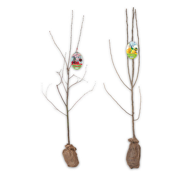Obstbaum im Jutesack