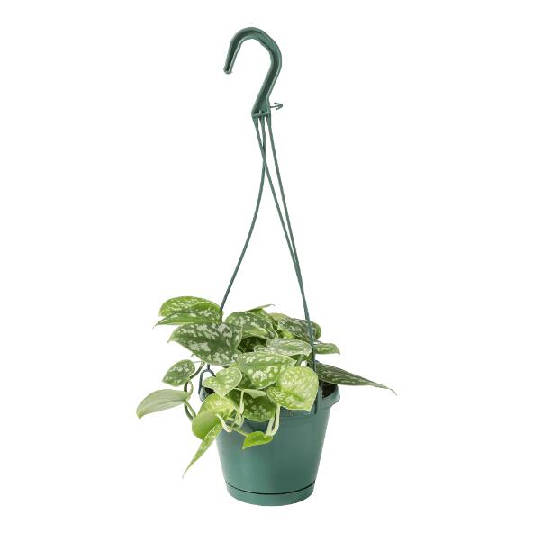 Hangplant