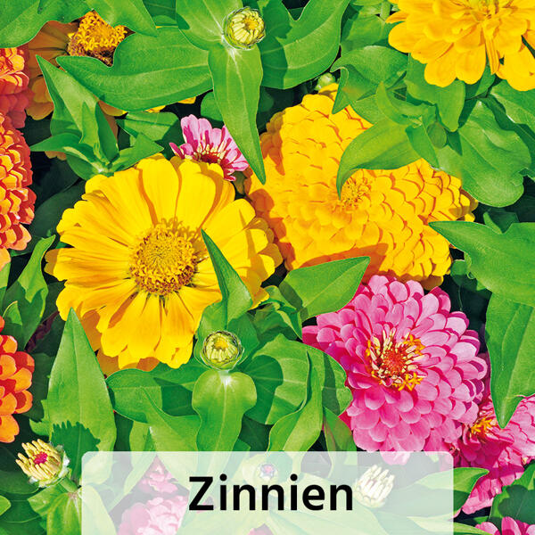 Farb-Akzente für Gartenfreunde