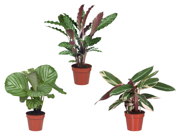 Calathea