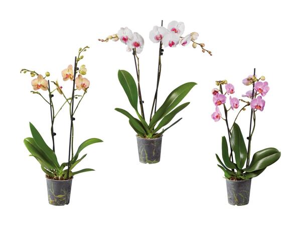 Phalaenopsis 2 tiges