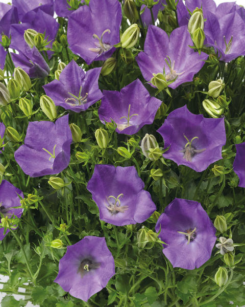 1L Perennial