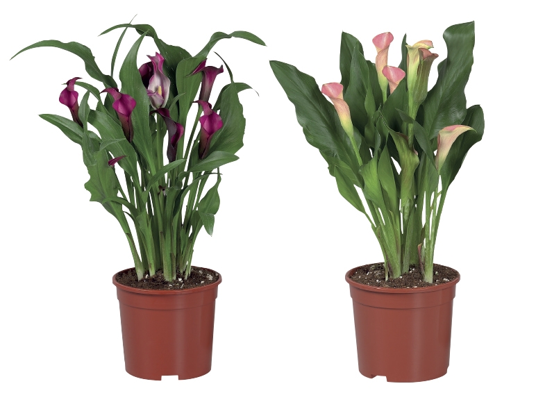 Calla Lily