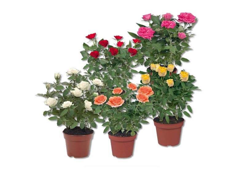 Rosiers en pot (dès le 8.10.)