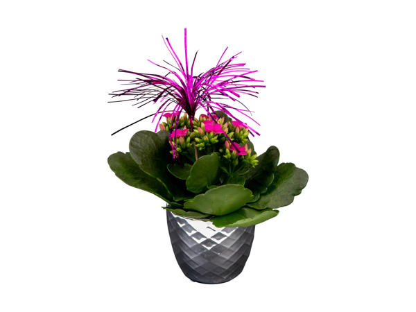Kalanchoë i sølvkeramik