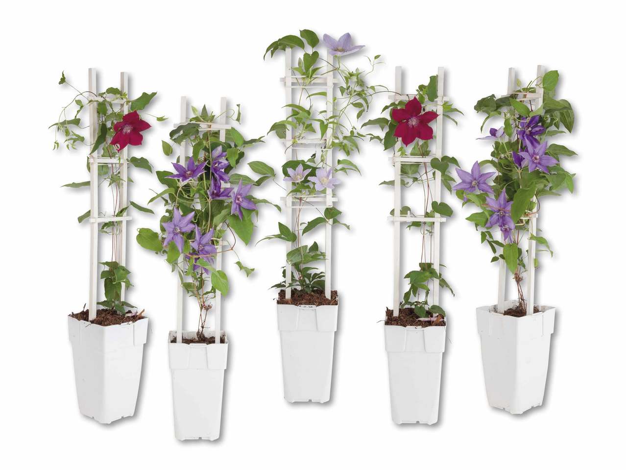 Clématite (floraison continue)