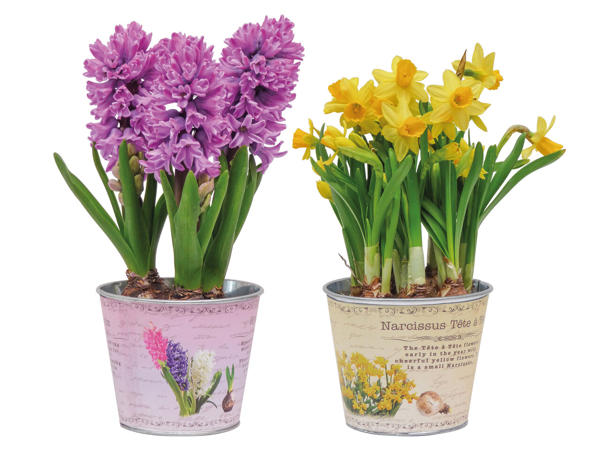Blumenzwiebeln im Zinktopf