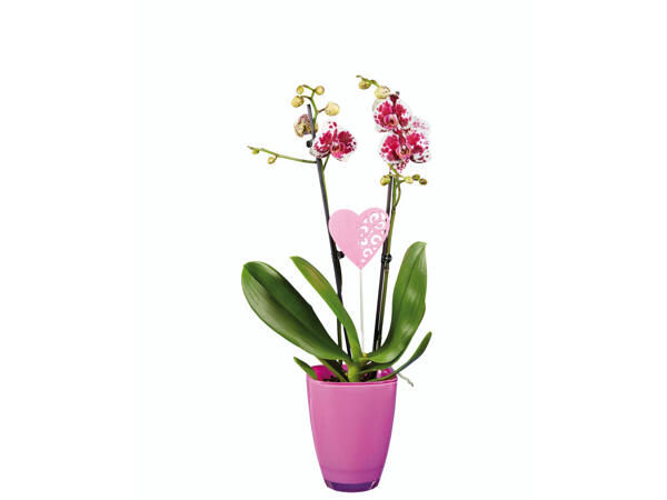 Phalaenopsis dans un pot en céramique
