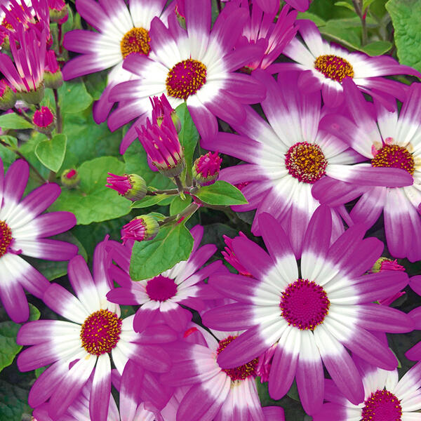 Teneriffa Stern "Senetti/Senecio Cruentus"