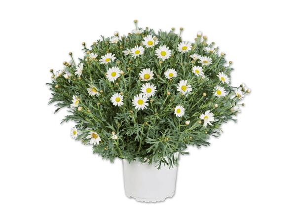 Margeritenbusch
