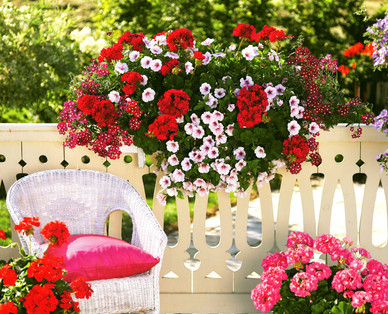Balkonblumen „Sunny Summer"