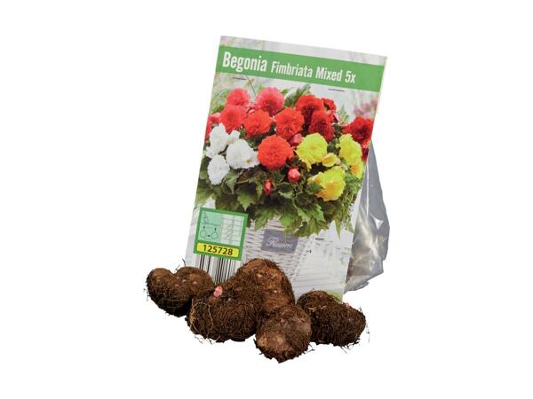 Begonia Bulbs