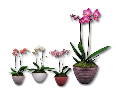 Coupe avec orchidée