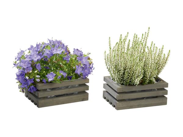 Wooden Planter Assortment
