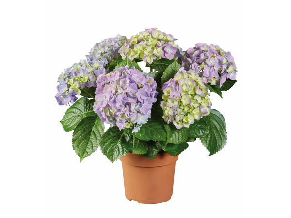 Hydrangea