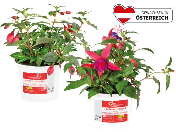 Fuchsie stehend