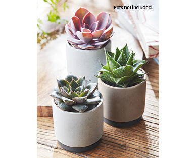 Succulents 65mm