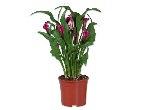 Calla