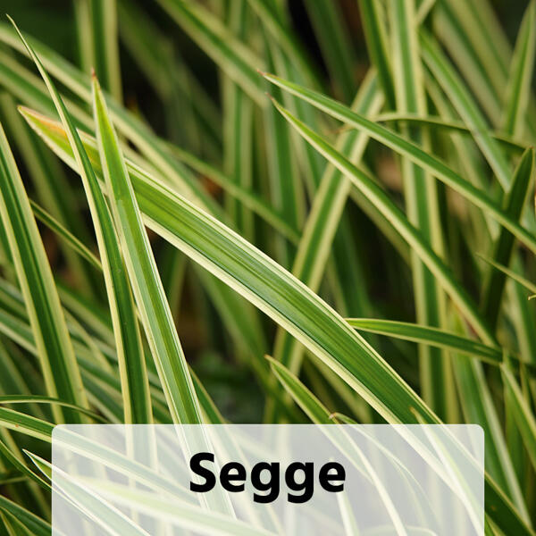 Miscanthus Ziergras-Mix
