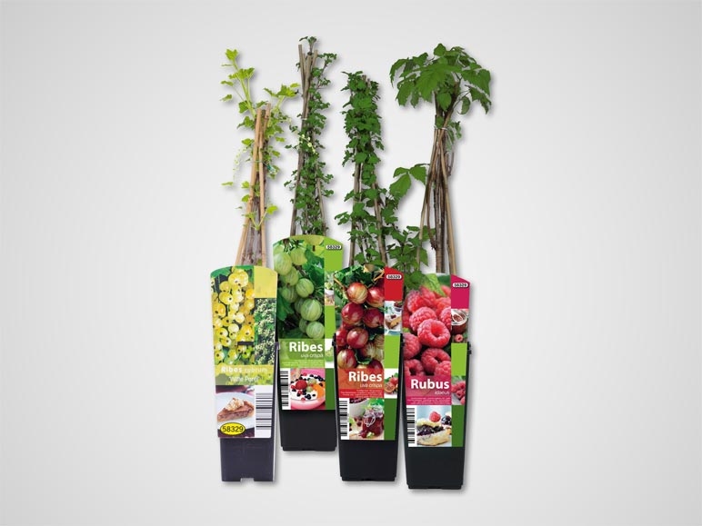 Arbustes fruitiers (dès 7.4.)
