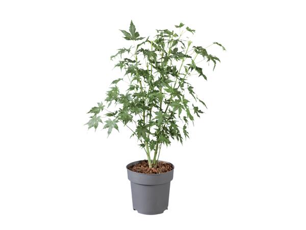 Javor dlanitolistý (Acer palmatum)
