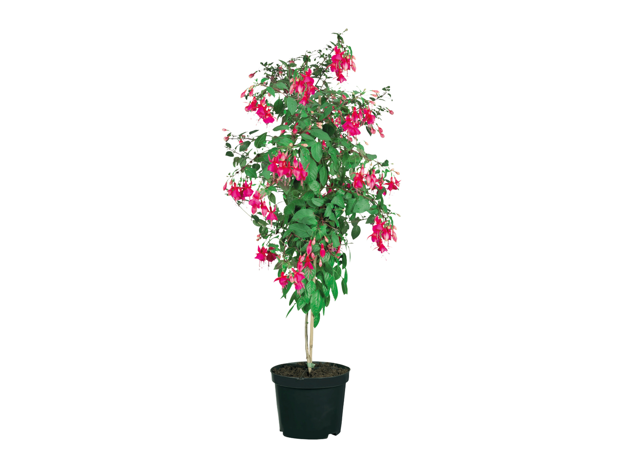 Standard Fuchsia1