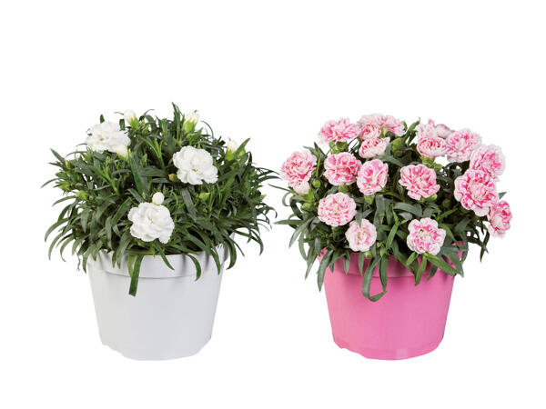 Dianthus