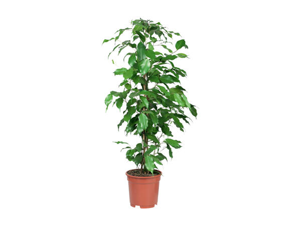 Green Houseplants