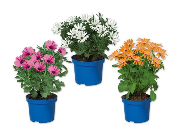 Osteospermum (Kapmargerite)