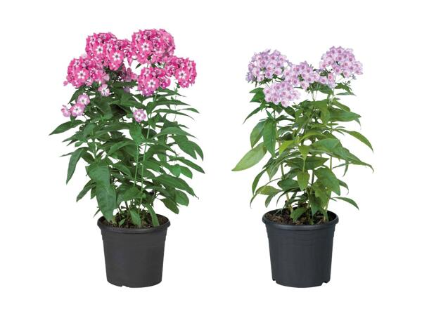 Phlox paniculata
