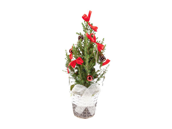 Christmas Tree in a Basket