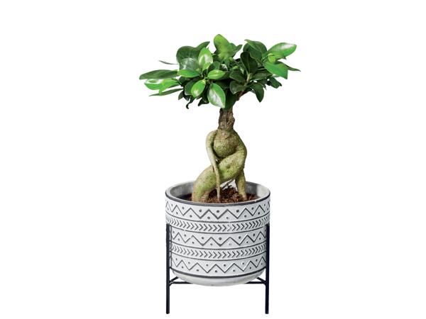 "Easy-Care" Plants