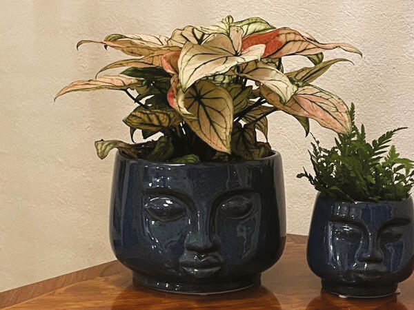 Grøn plante i ansigtskeramik