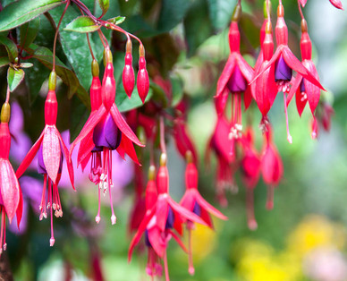 Fuchsien-Ampel