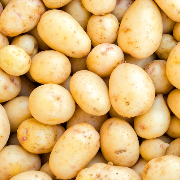 Speisekartoffeln