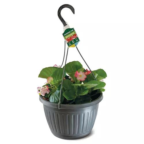 10" Hanging Basket - Assorted Varieties