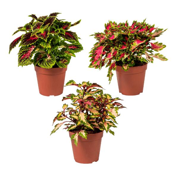 GARDENLINE(R) 				Coleus