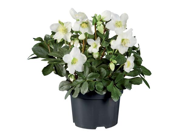 Christmas Rose Helleborus