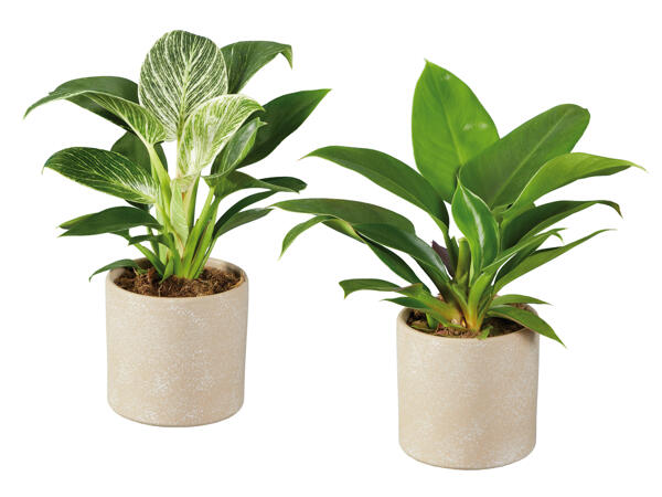 Philodendron in Keramik