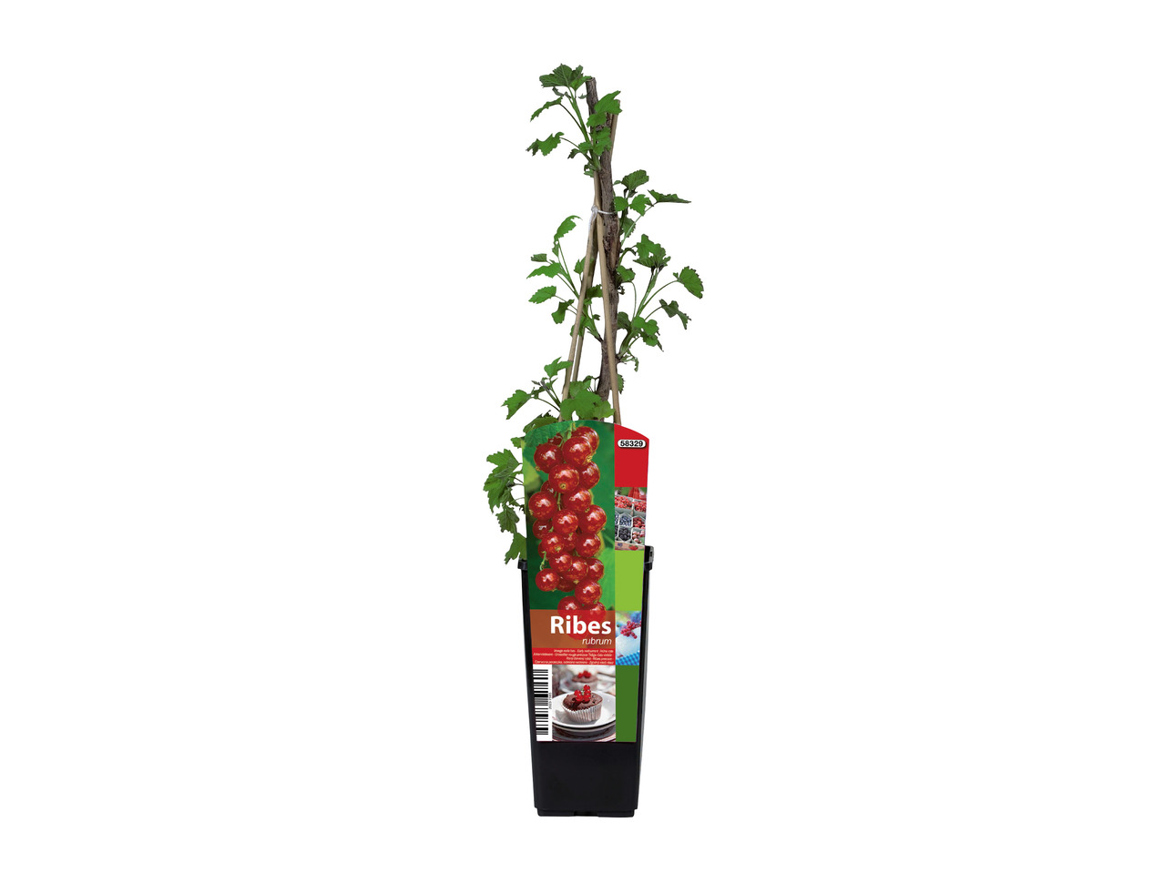 Berry Shrubs1