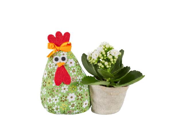 Easter Bunny or Rooster with Kalanchoe