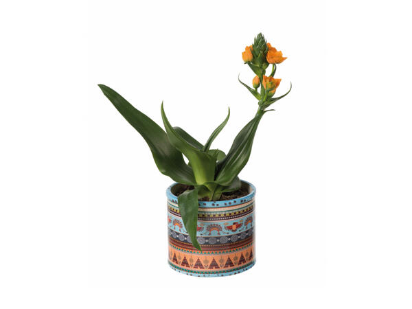 Ornithogalum in ceramic