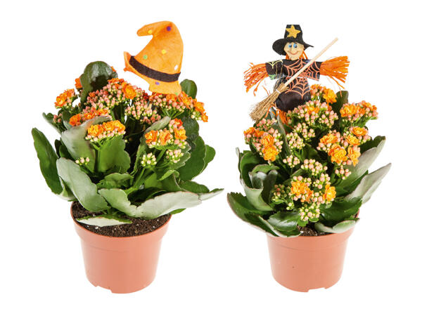 Halloween Kalanchoe Calandiva