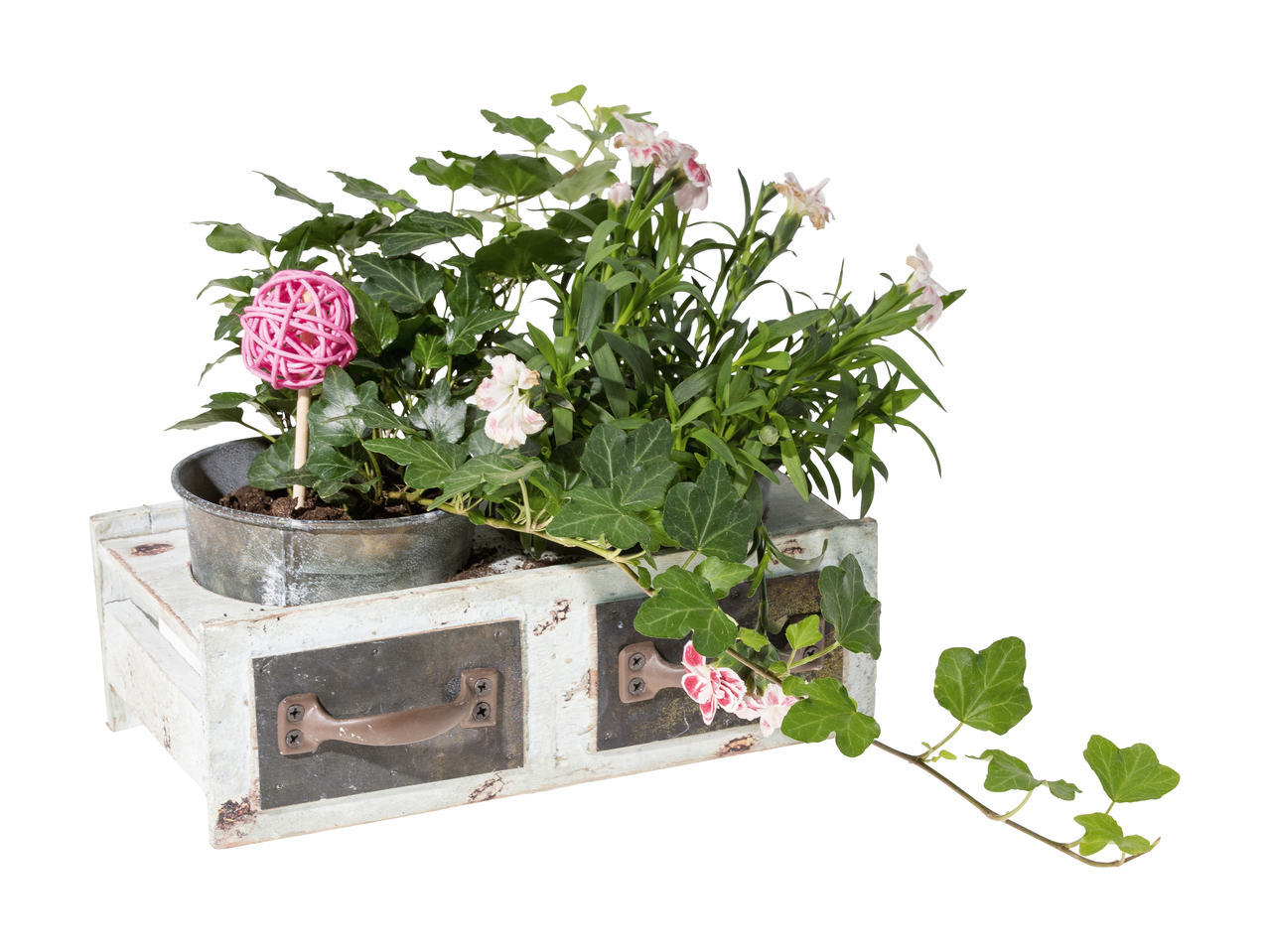 Plantes dans un tiroir décoratif