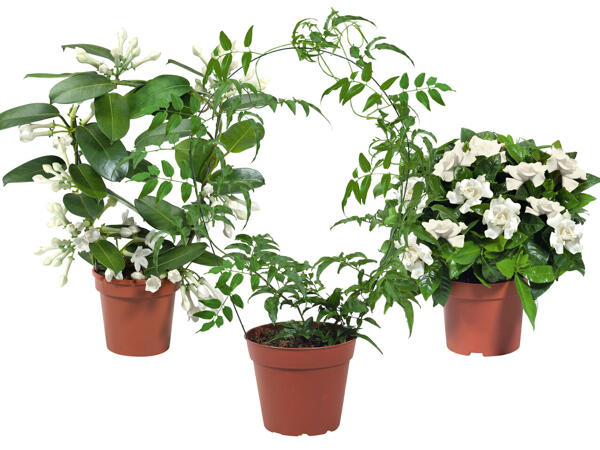 Stephanotis, Jasmin oder Gardenie