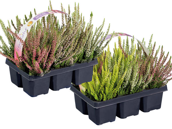 Calluna, 6er-Tray