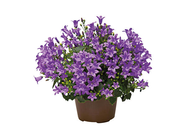 Campanula1