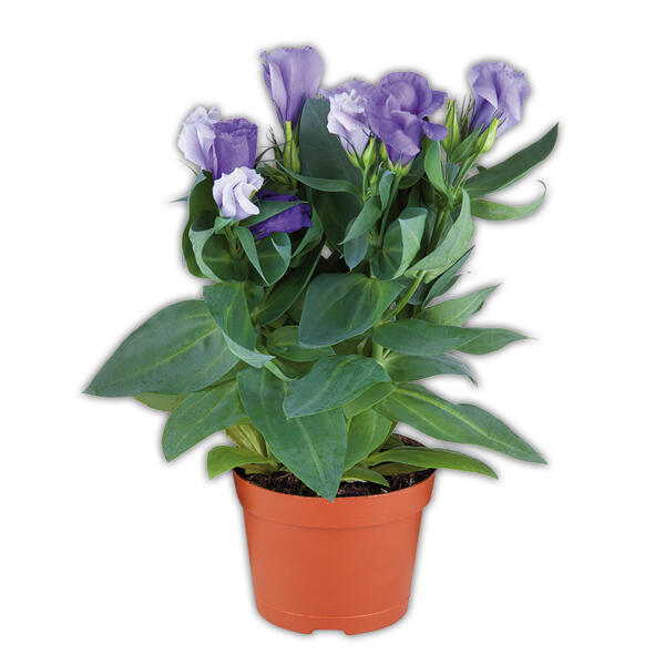 Eustoma