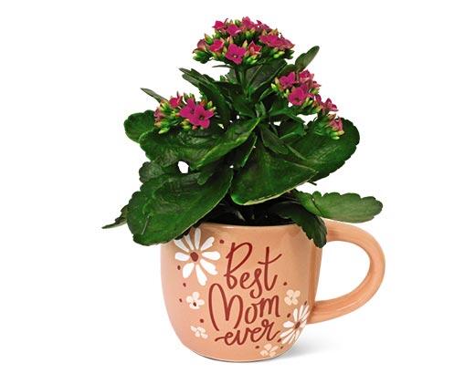 Kalanchoe in Mug Assorted Colors