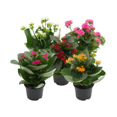 Kalanchoe